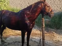 Pastuv, Karabakh horse — fotografija 1