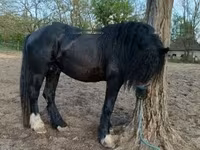 Кінь, Gypsy horse — фото 2