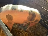 母猪, Pigs — 照片 3