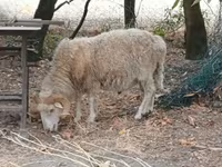 雄羊, Racka sheep — 写真 1