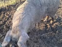 母猪, Pigs — 照片 3