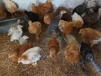 Chickens — 照片 4