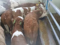 Bik, Simmental cattle — fotografija 1