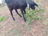 Jarac, Nubian Goat — fotografija 3