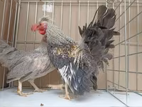Chickens — Foto 4