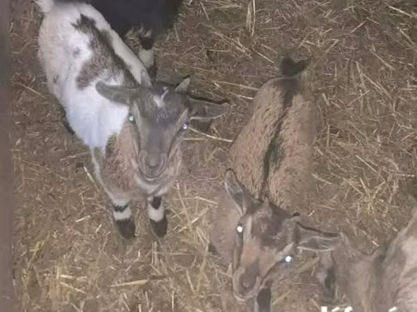 母山羊, Dutch Landrace goats