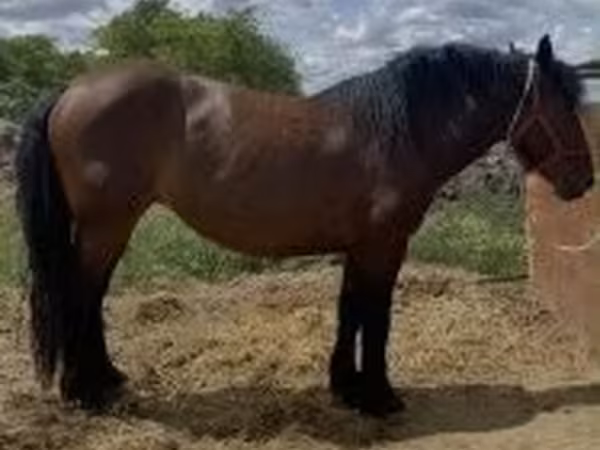 雌馬, 馬 — ハンガリー