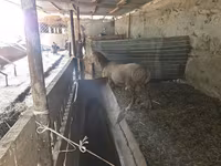 Ovan, Rhon sheep — fotografija 3