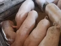 母猪, Крупная белая — 照片 3