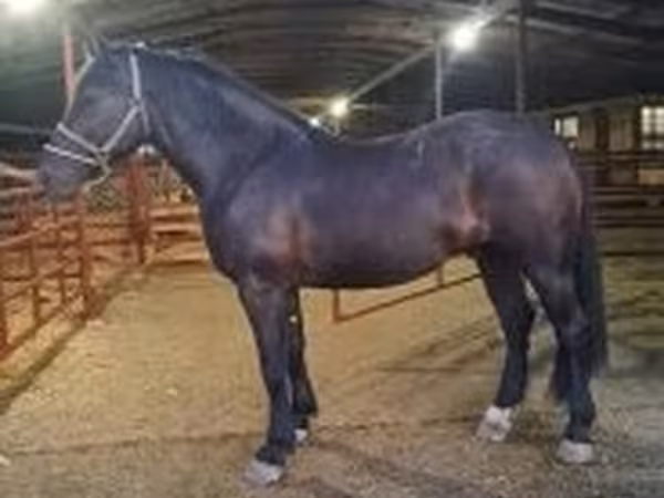 Horse (M), Nonius horse