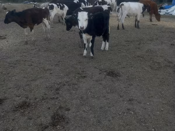 Krava, Russian Black pied cattle