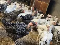 Chickens — 写真 5