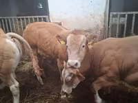 Bik, Blonde d’Aquitane cattle — fotografija 3