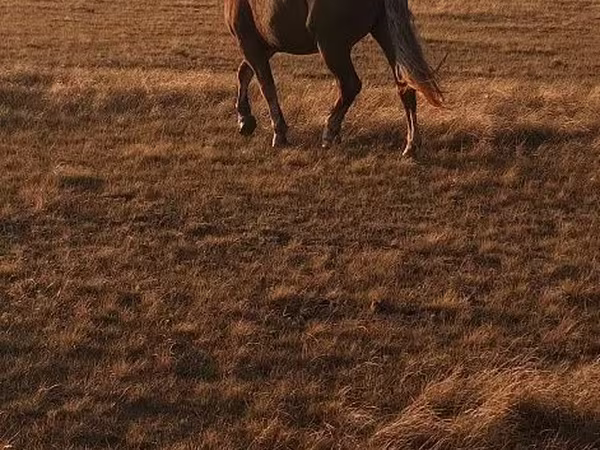 Koń, Altai horse
