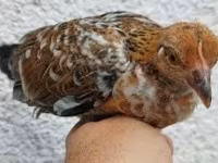 Chickens — Foto 6