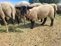 Oveja, White Suffolk sheep — foto 7