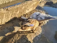 Ducks — foto 3