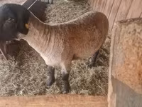 Widder, White Suffolk sheep — Foto 3