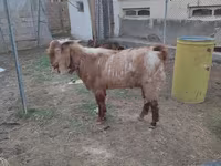 Jarac, Beetal goats — fotografija 1