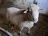 Ovan, Merino sheep — fotografija 5