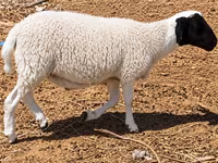 Ovan, Dorper sheep — fotografija 3