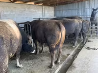 Bik, Swiss cattle — fotografija 2