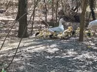 Ducks — zdjęcie 1