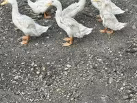 Ducks — الصورة 2