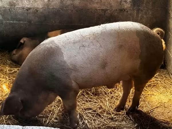 Knur, Świnie — Węgry