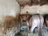 Horse (M), Horses — photo 2
