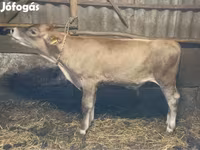 公牛, Swiss cattle — 照片 4
