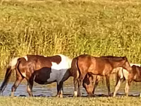 Égua, Cavalos — foto 2