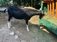 Keçi, Alpine goat — foto 3
