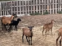 母羊, Cameroon sheep — 照片 2
