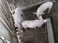 猪（批次，未指定性别）, Крупная белая — 照片 7