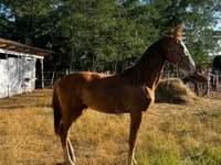 Stute, Dutch warmblood horse — Foto 5