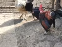 Chickens — 写真 3