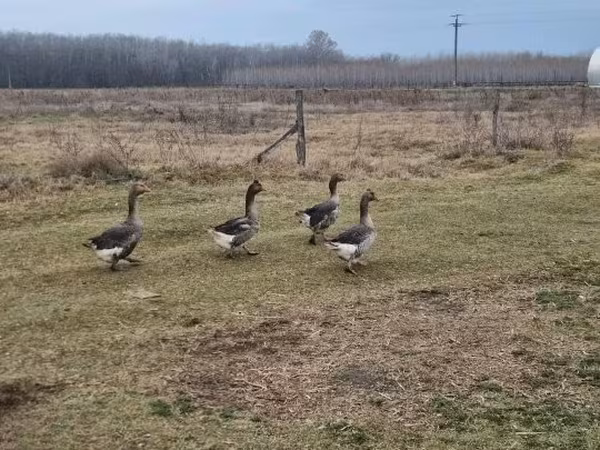 Geese