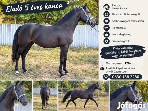 فرس, Nonius horse