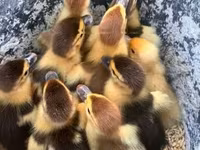 Ducks — Foto 2