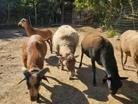 Carnero, Cameroon sheep — foto 1