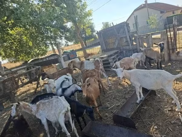 Cabra, Nubian Goat