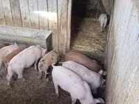 Pigs (batch, sex not specified), Топигс Норсвин — photo 8