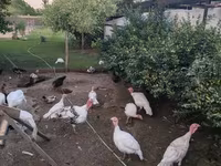 Turkeys — photo 3