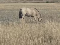 Kobila, Mugalzhar horse — fotografija 5