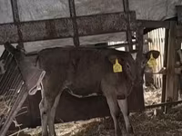 Kuh, Charolais cattle — Foto 2