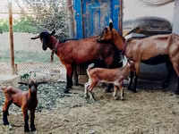 Ешкілер (топ, жынысы көрсетілмеген), Alpine goat — 1-сурет