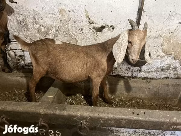 公山羊, Nubian Goat