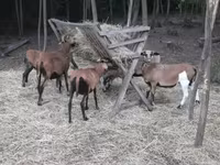 Carneiro, Cameroon sheep — foto 4