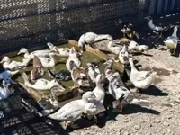 Ducks — الصورة 8